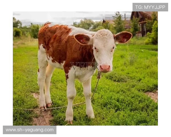 小牛与公牛总决赛精彩回顾视频重温经典对决瞬间